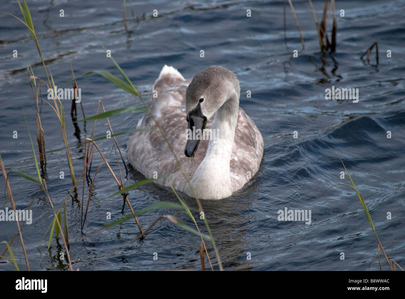 Schwan Schwäne Vogel Vogel weißen Federn Badewasser schwimmen Fluss Fauna Flora Llangorse See Brecon Beacons national park Powys Stockfoto