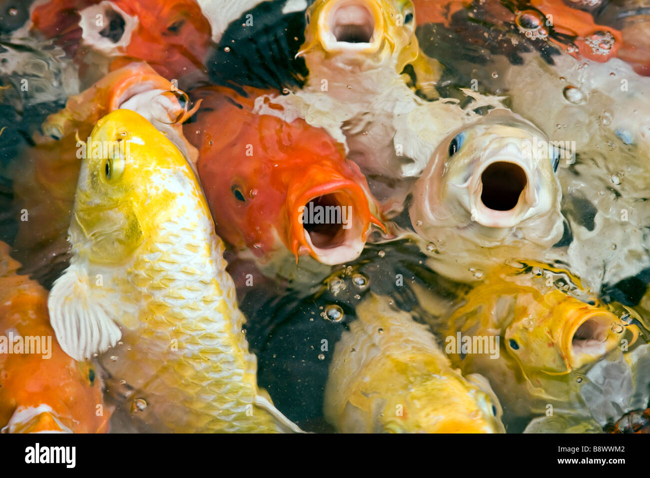 Frische fische cyprinus Fotos und Bildmaterial in hoher Auflösung Alamy
