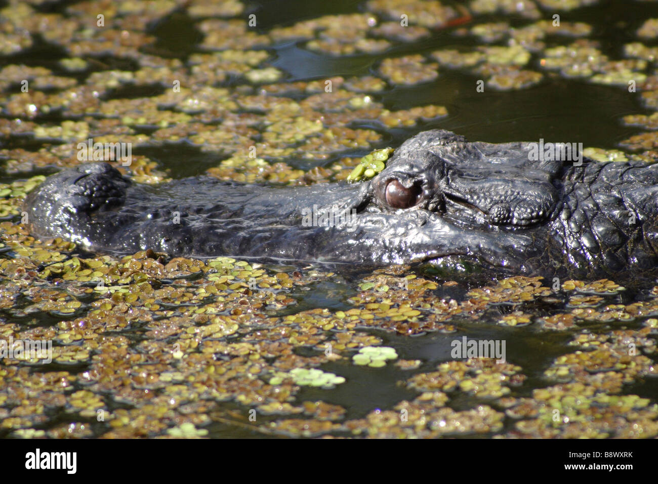 Alligator Stockfoto