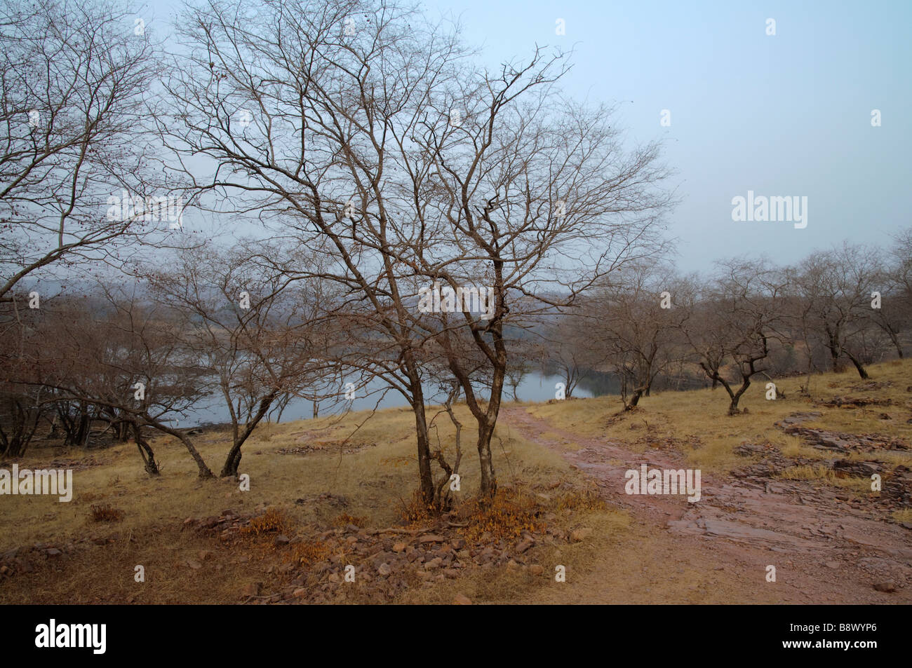 Ein See und offene trockene Laubwald im Winter in Ranthambore Nationalpark Rajasthan Indien Stockfoto