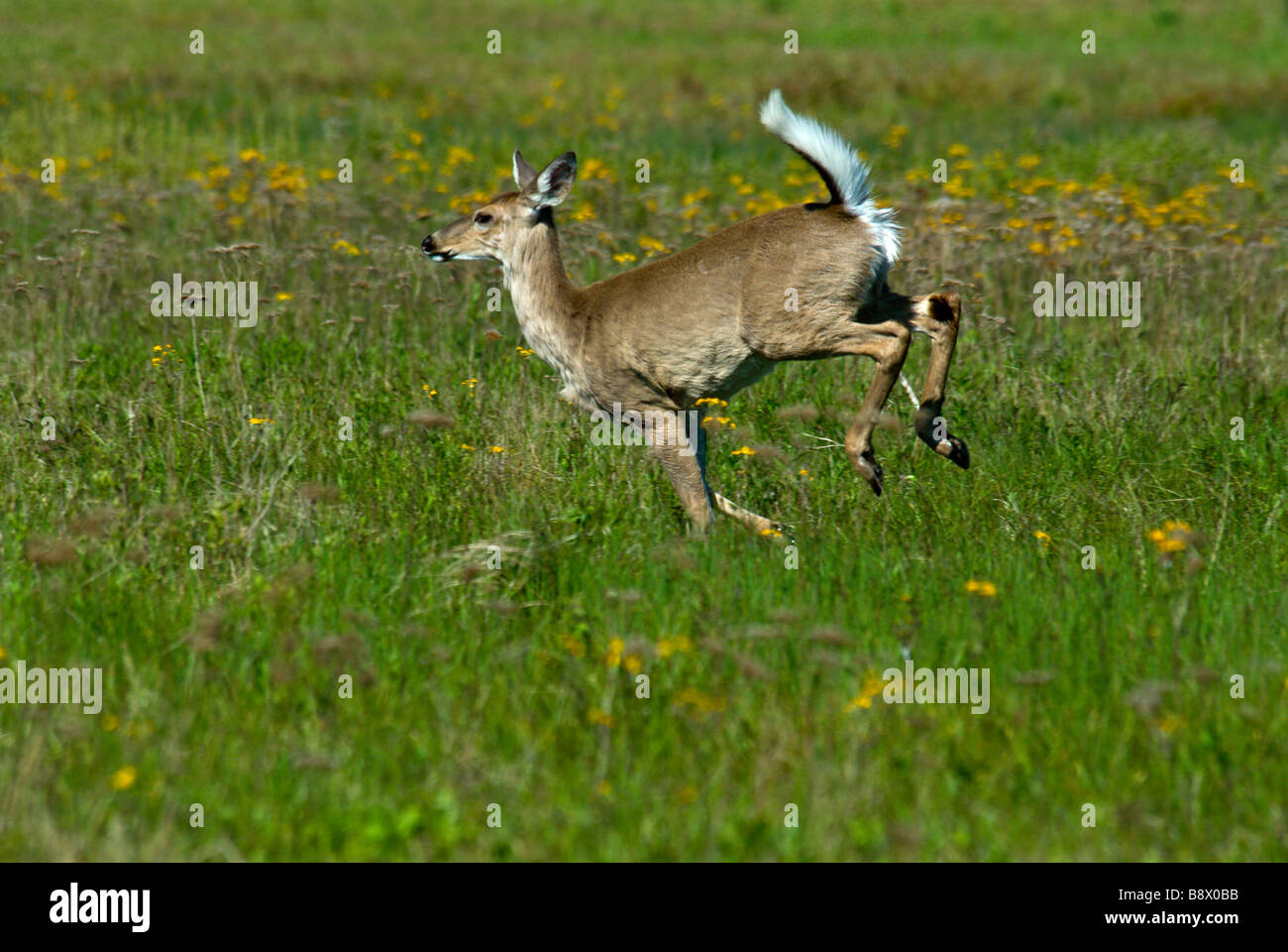 Weiß - angebundene Rotwild (Odocoileus Virginianus) in einem Feld, Shenandoah-Nationalpark, Virginia, USA Stockfoto