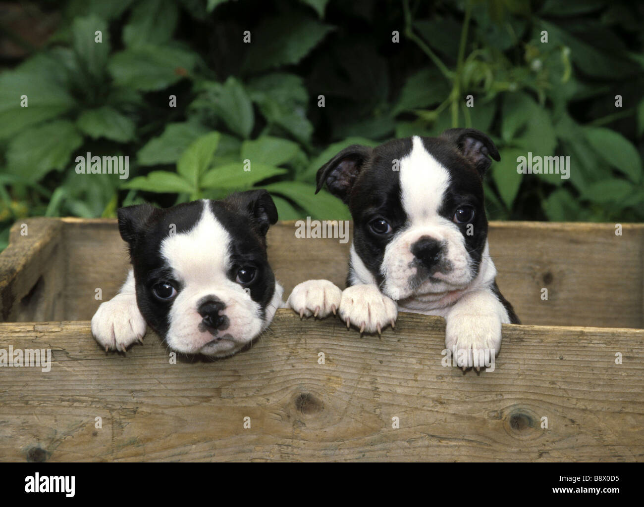 Zwei Boston Terrier Welpen in einer Holzkiste Stockfoto