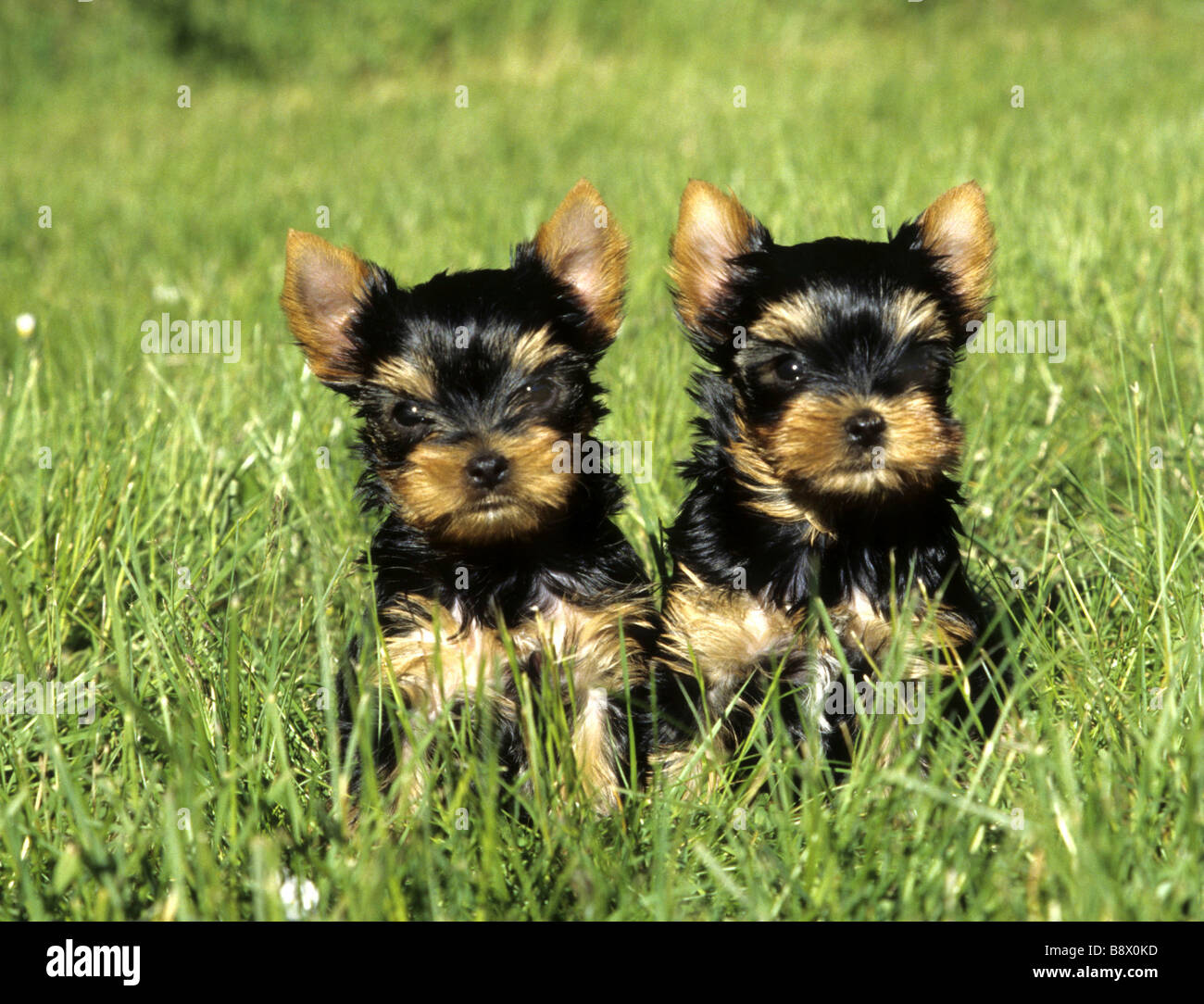Zwei Yorkshire-Terrier Welpen in einem Feld Stockfoto