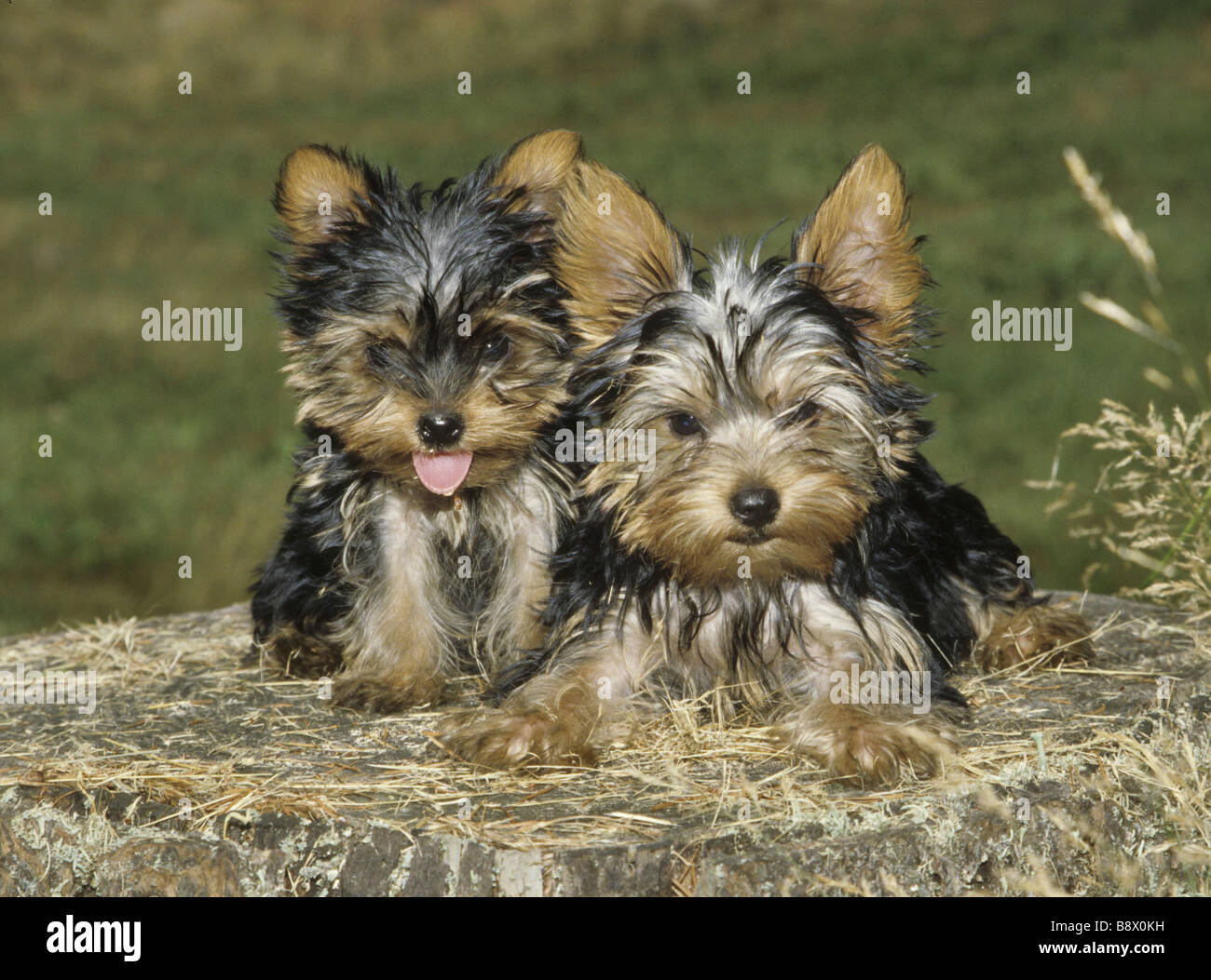 Zwei Yorkshire-Terrier-Welpen auf einem Felsen Stockfoto