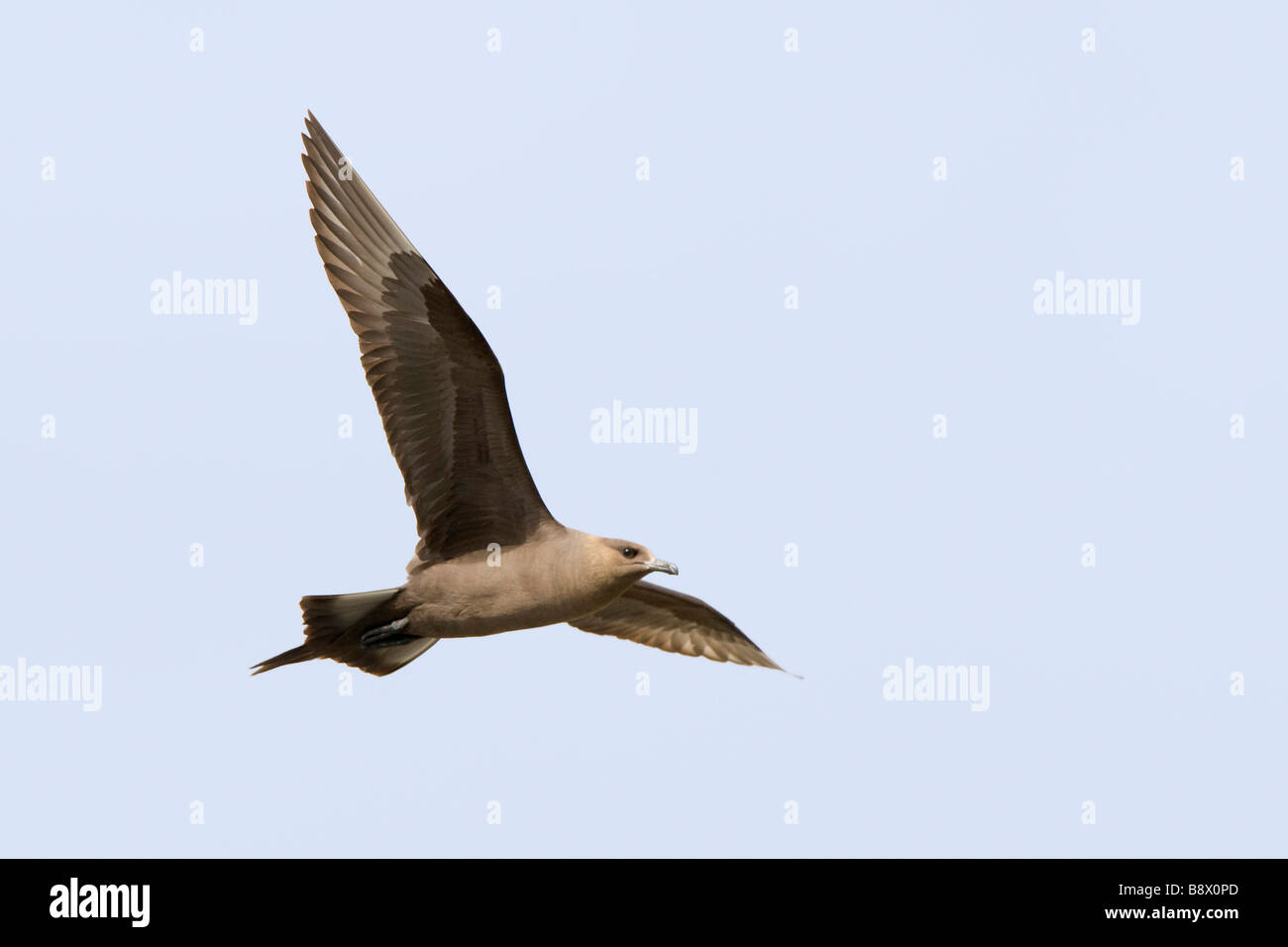 Niedrigen Winkel Blick auf ein Arctic Skua (Stercorarius Parasiticus) im Flug Stockfoto