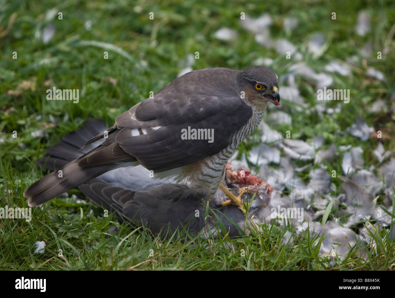 Erwachsene weibliche Sperber Fütterung auf seine Beute eine Ringeltaube Stockfoto