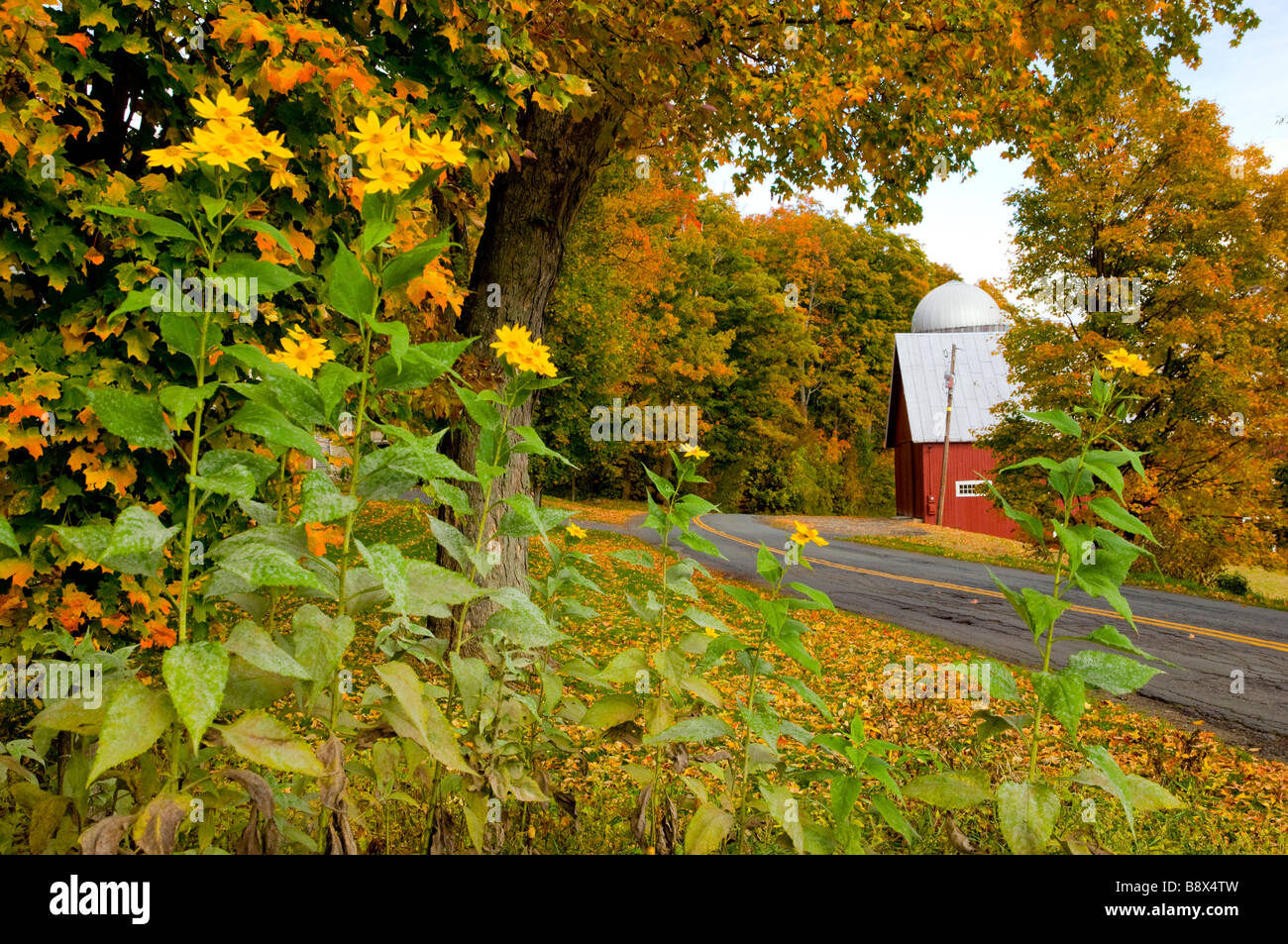 Eine Herbst-Szene mit roten Scheune und Silo mit Blumen und Fahrbahn in der Nähe von Peacham Vermont USA Stockfoto