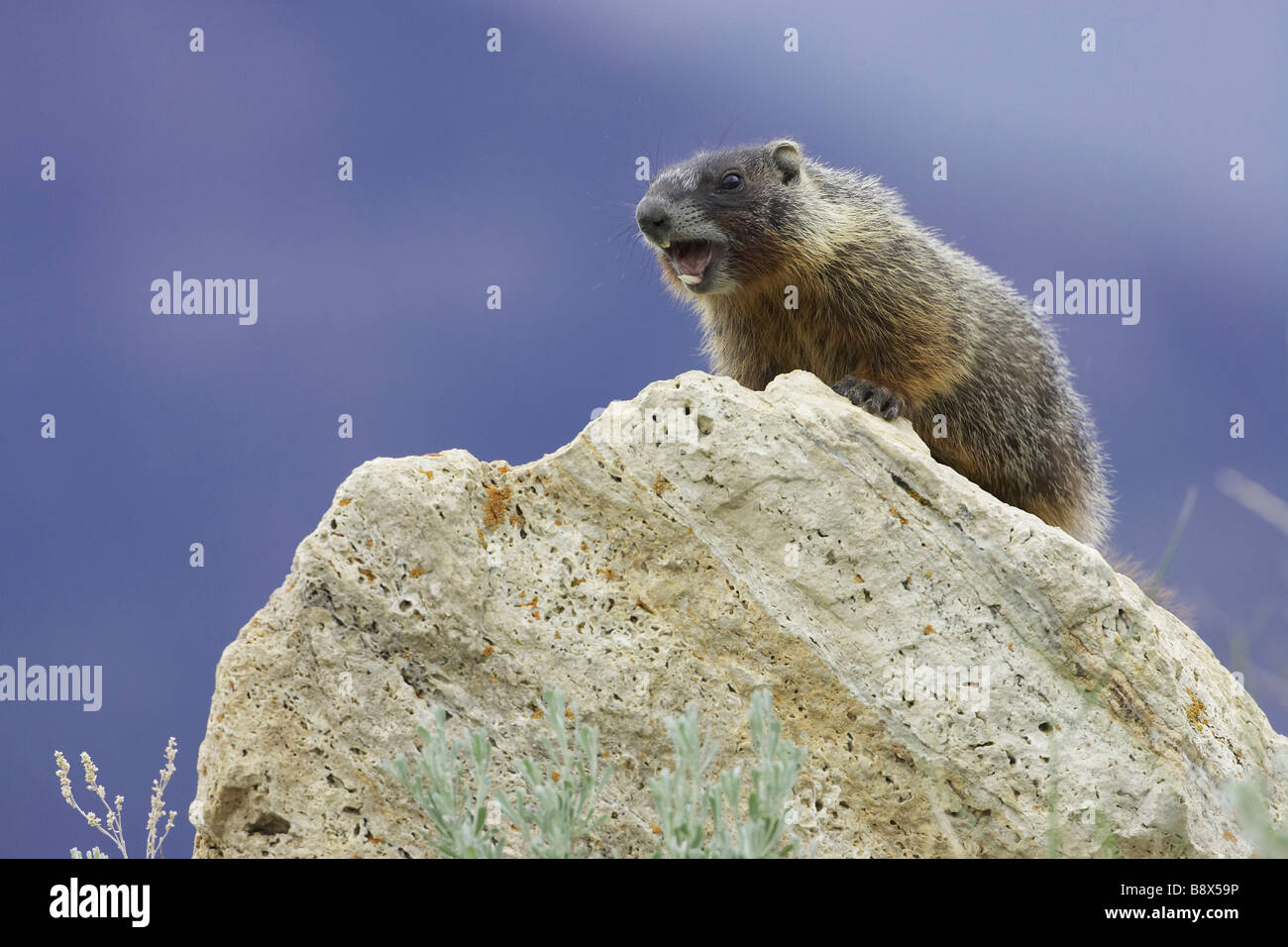 Bauche Marmot, Rock Chuck (Marmota Flaviventris), ruft einen Alarm als Warnung an andere in der Nähe Stockfoto