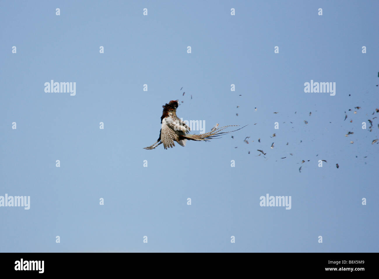Ringneck Fasan in der Luft, von einem Jäger erschossen. Stockfoto
