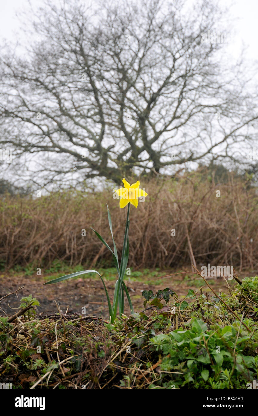 Ein einzelnes Cornish Narzisse wächst auf einer Wand mit einem blattlosen Baum im Hintergrund Stockfoto