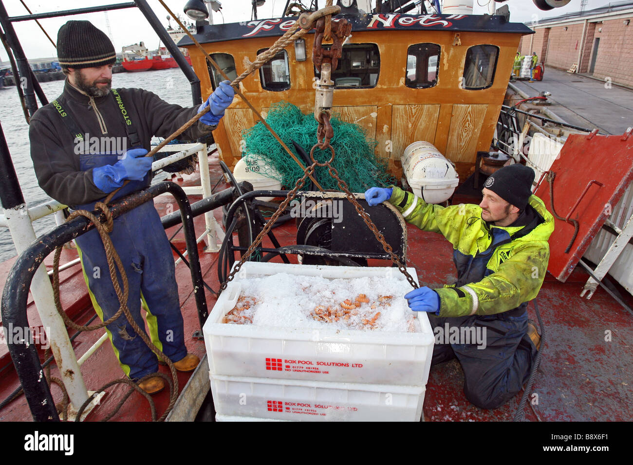 Entladung Langusten aus einem Trawler bei Peterhead Harbour, Schottland, UK, der größte Hafen der Weißfisch im Vereinigten Königreich Stockfoto