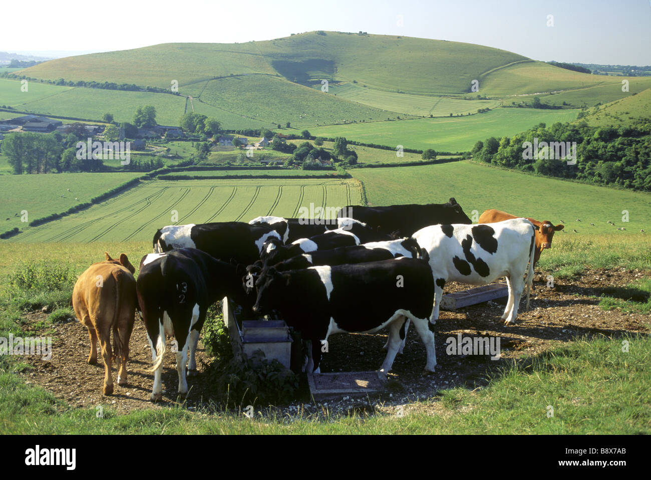 Rinder in Fontmell Downs mit seinem herrlichen Blick über die Blackmore Vale und Cranborne Chase SSSI AONB Stockfoto