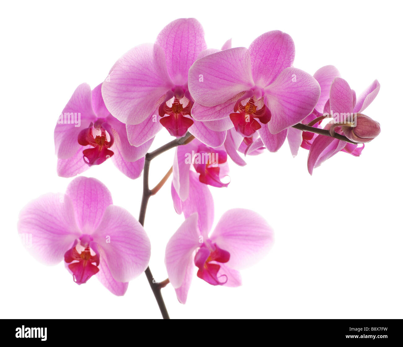 Pink Orchid Closeup Aufnahme Stockfoto