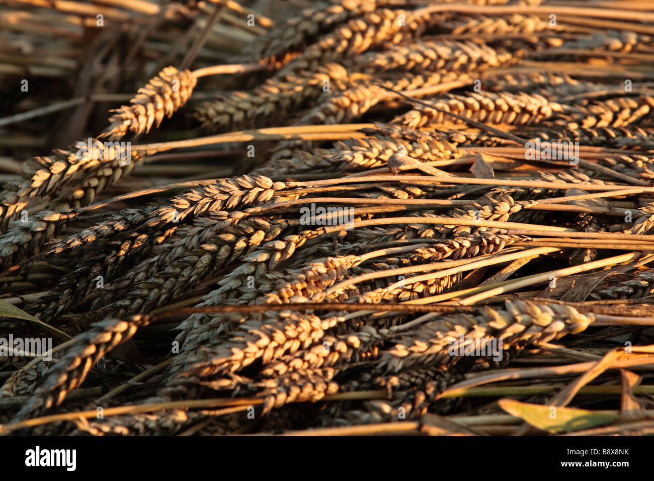 Weizen Ohren Stockfoto