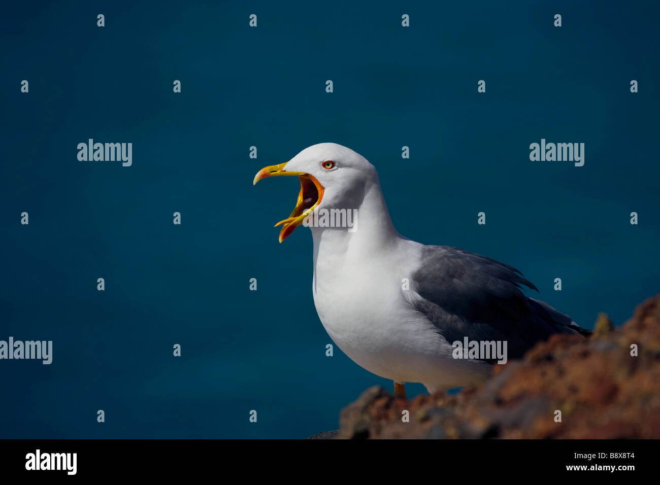Gelbe Legged Möve Larus Michahellis in Playa Del Ingles La Gomera Kanarische Inseln Stockfoto