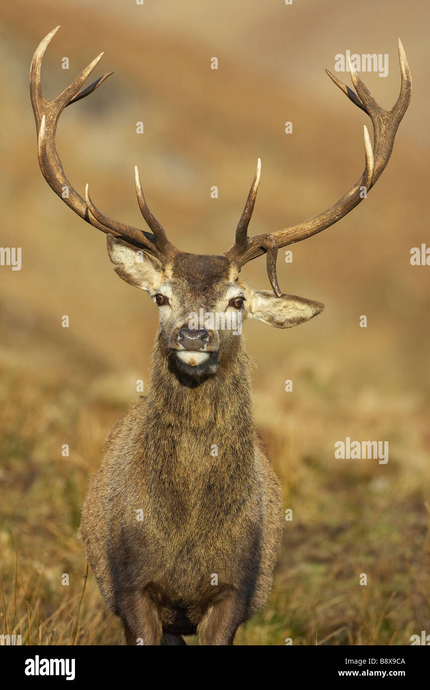 Rothirsch (Cervus Elaphus), Hirsch auf Moorland, Nahaufnahme Portrait zeigt gebrochen Tind Punkt von Geweih Stockfoto