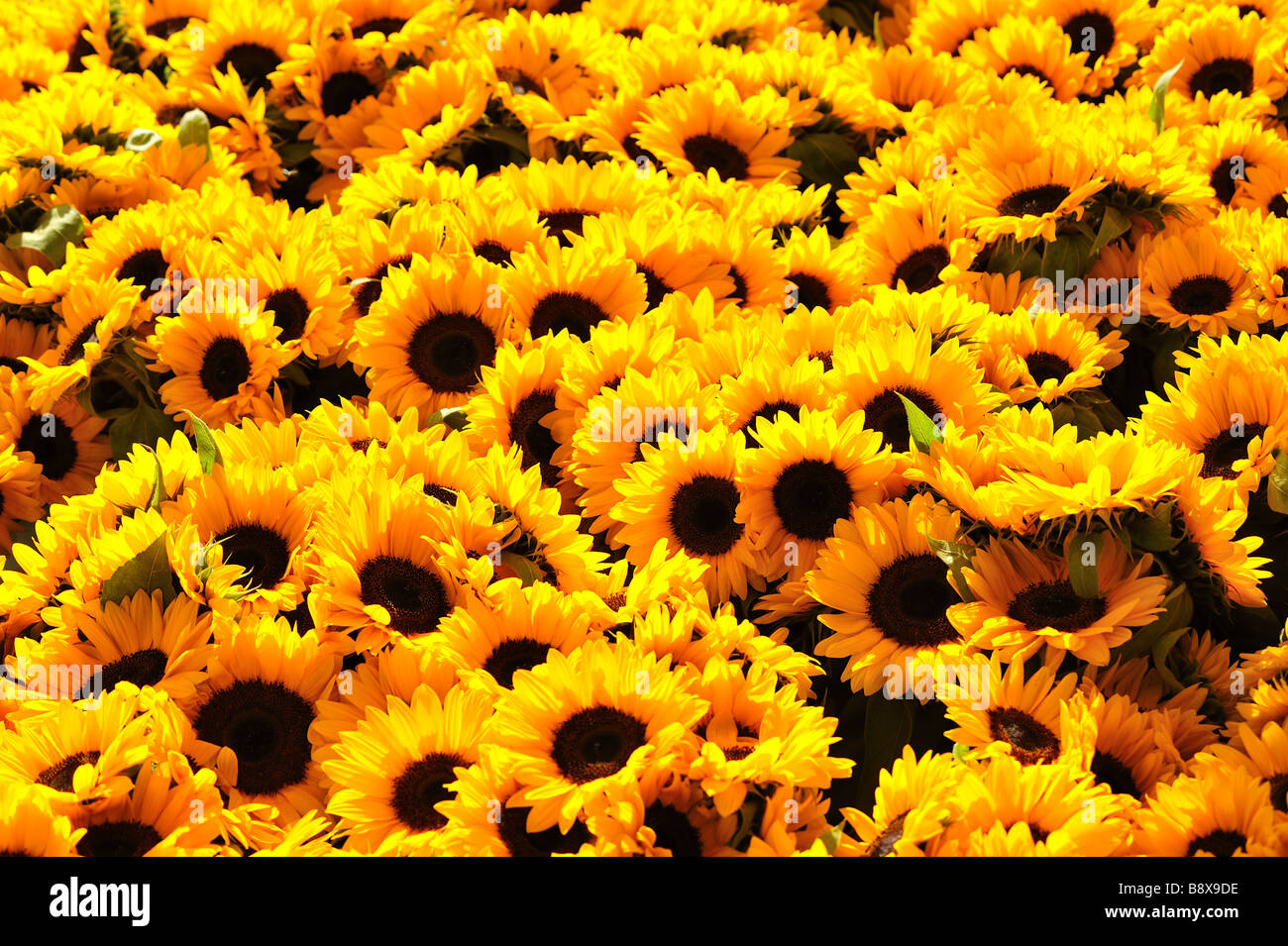 Eine Masse von Sonnenblumen, die dicht gepackt. Stockfoto