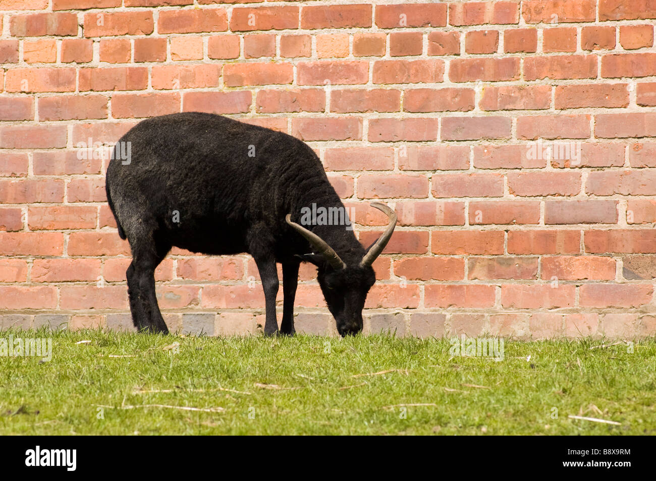 Eine schwarze Ziege Weiden vor einer Mauer Stockfoto