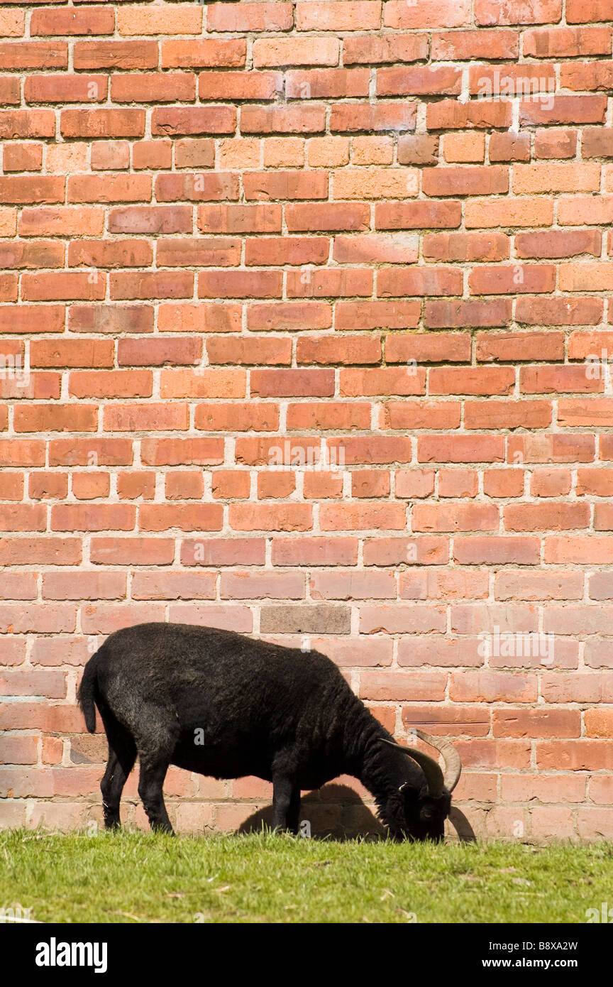 Eine schwarze Ziege Weiden vor einer Mauer Stockfoto