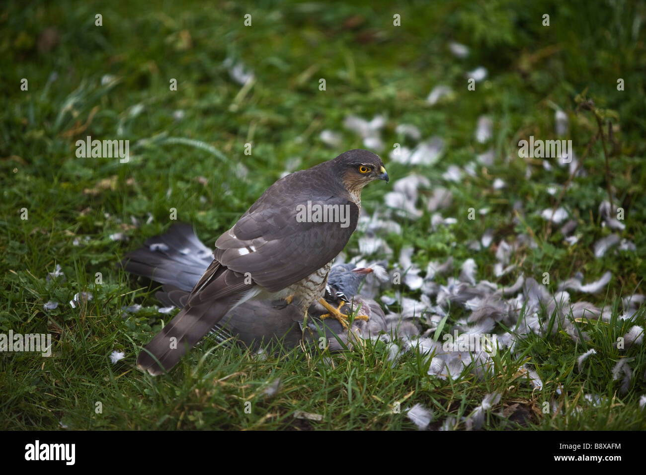 Erwachsene weibliche Sperber Fütterung auf seine Beute eine Ringeltaube Stockfoto