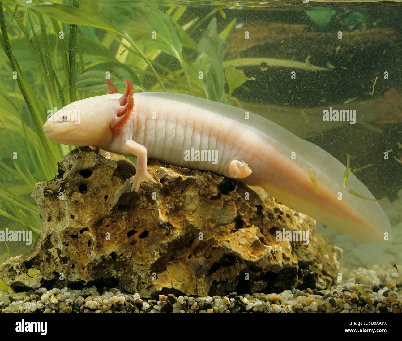 Axolotl (Z.B. geschieht) unter Wasser Stockfoto