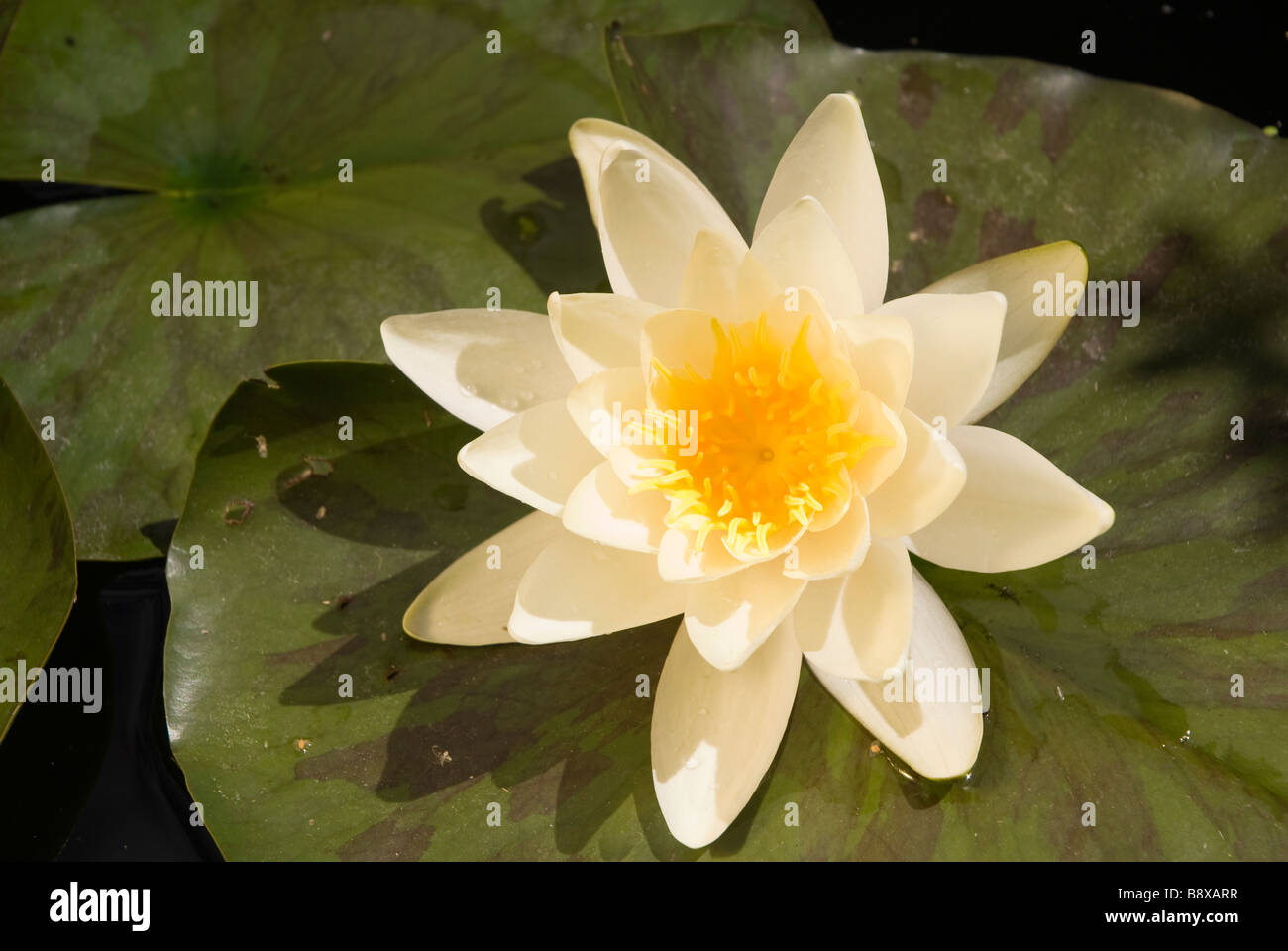 Water Lilly in Blüte Stockfoto