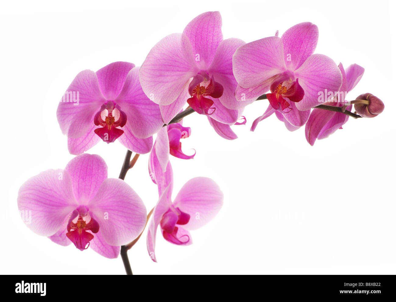 Pink Orchid Closeup Aufnahme Stockfoto