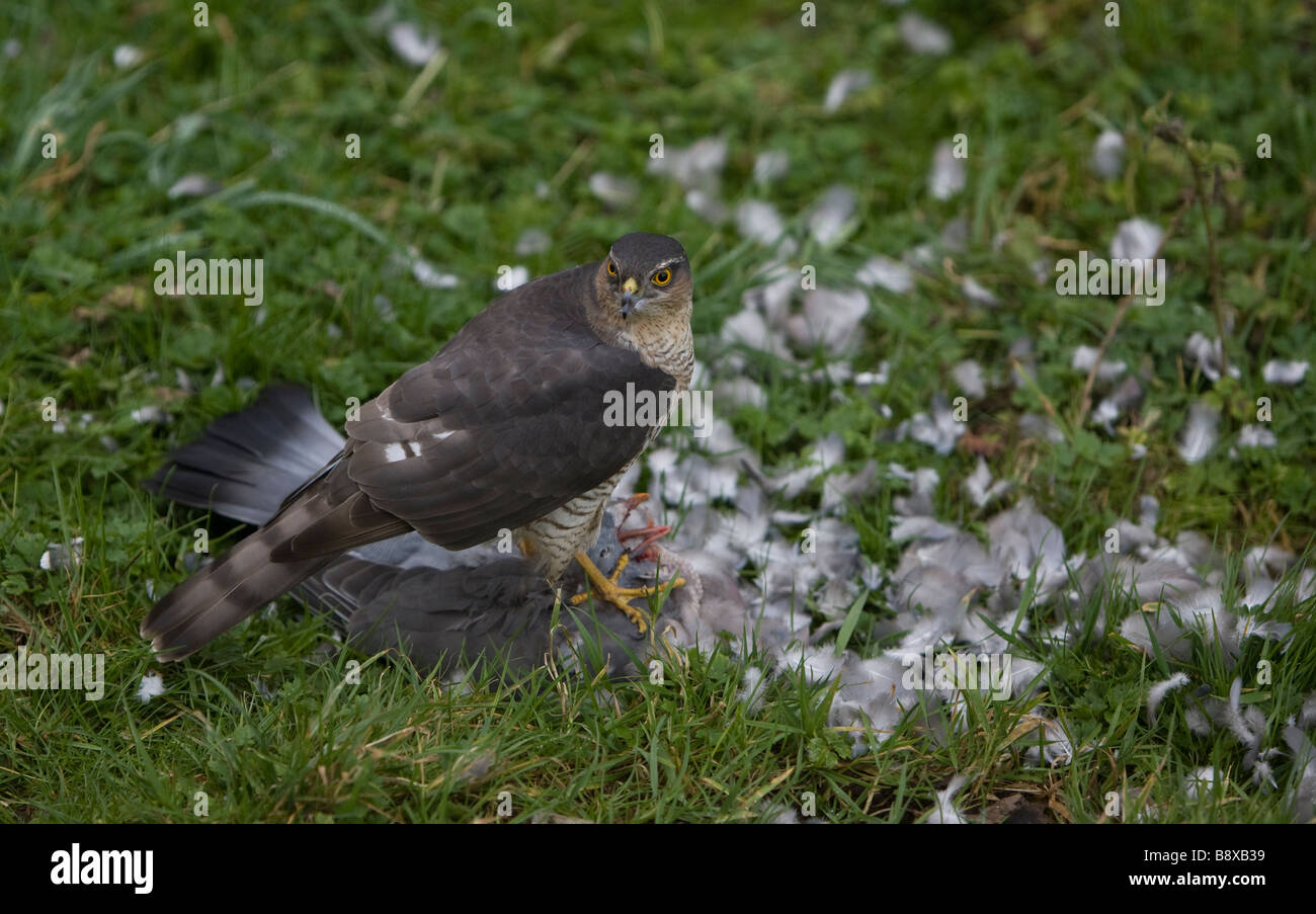 Erwachsene weibliche Sperber Fütterung auf seine Beute eine Ringeltaube Stockfoto