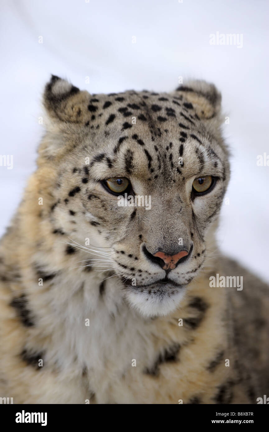 Snow Leopard, niedrige DOF-Porträt Stockfoto