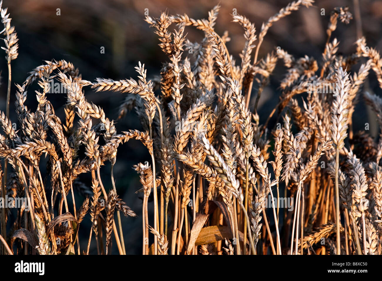 Weizen Ohren Stockfoto