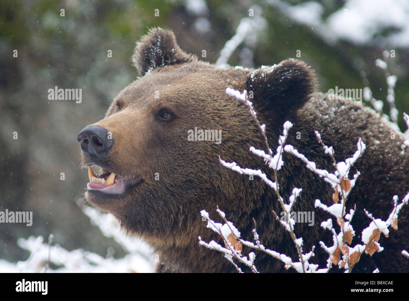 Eurasische Braunbären Wandern im Schnee Stockfoto