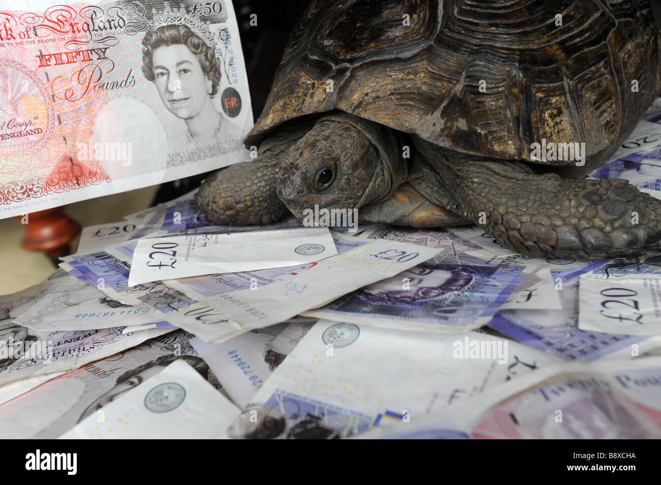 Ältere Schildkröte und viel Geld Stockfoto