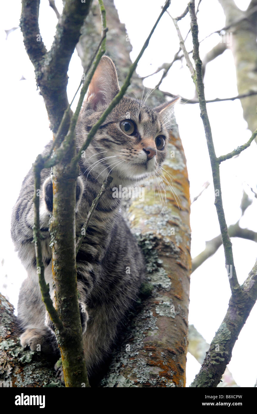 Eine 6 Monate alte Katze in einem Baum Stockfoto