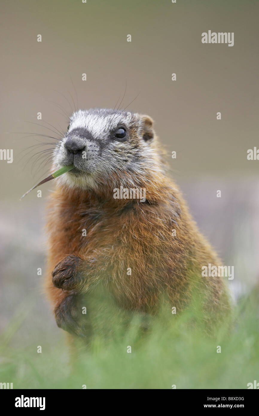 Bauche Marmot, Rock Chuck (Marmota Flaviventris), Porträt von Youngster Fütterung auf Rasen Stockfoto