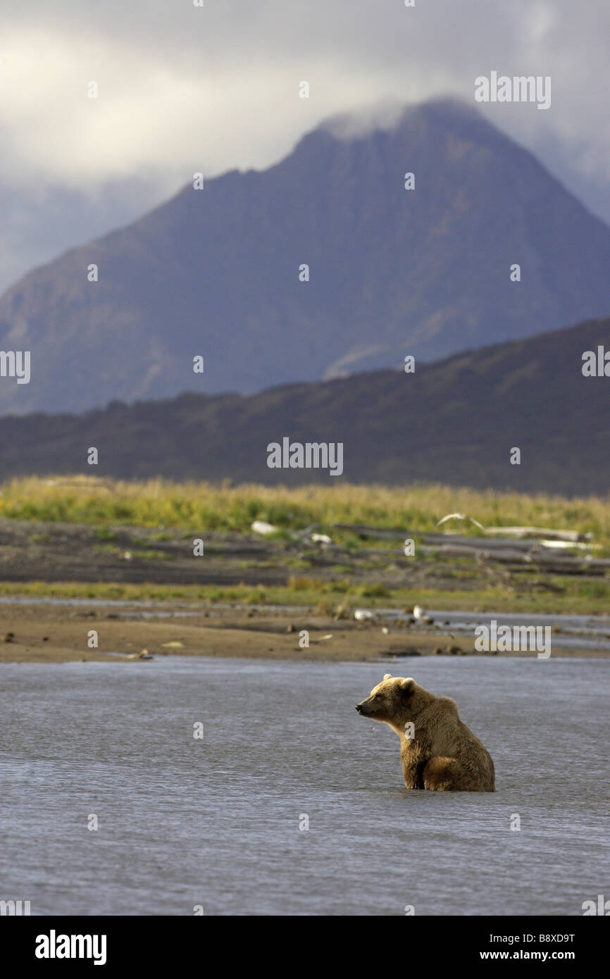 Grizzly Bär (Ursus Arctos Horribilis) sitzen in einem Priel Stockfoto