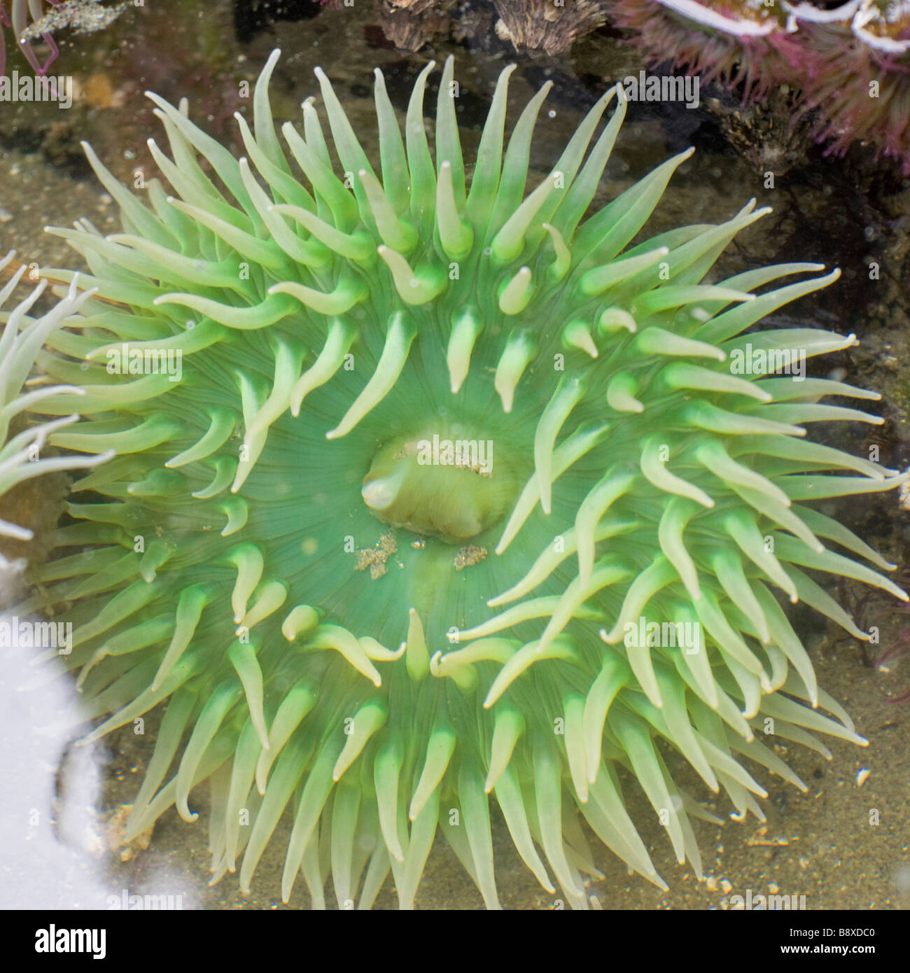 Riesige grüne Seeanemonen (Anthopleura Xanthogrammica) in einer Ursuppe Stockfoto