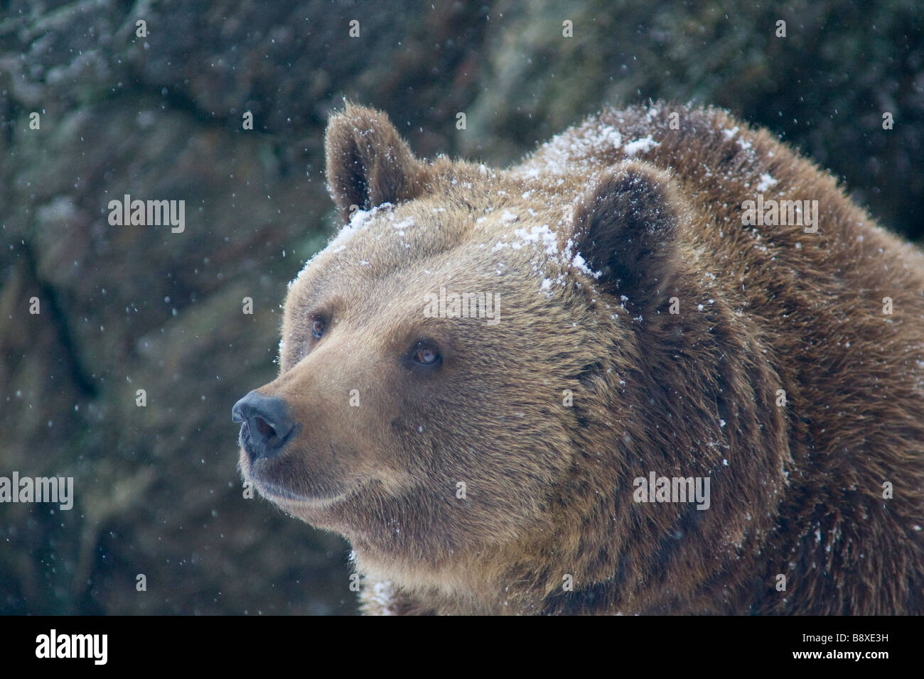 Eurasische Braunbären detail Stockfoto