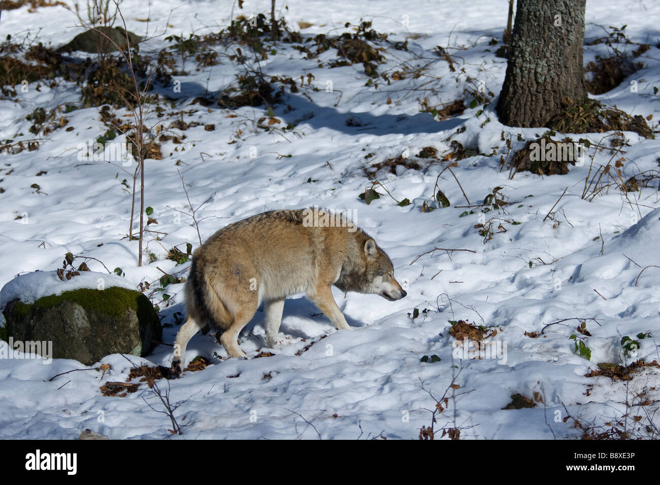 grauer Wolf auf dem Schnee wandern Stockfoto