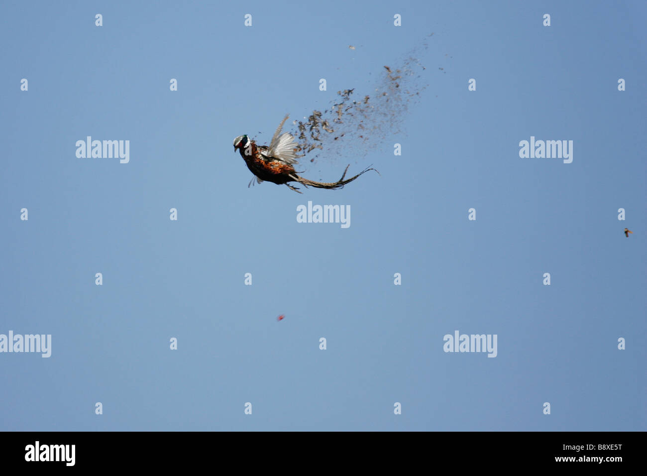 Ringneck Fasan in der Luft, von einem Jäger erschossen. Stockfoto