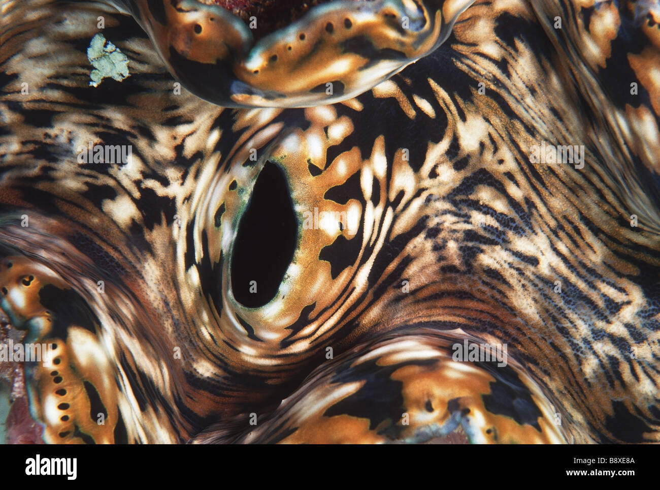 große Muschel Tridacna gigas Stockfoto