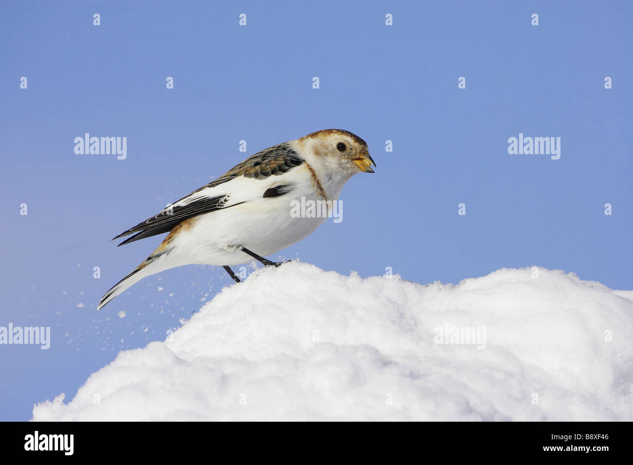 Snow Bunting (Plectrophenax Nivalis), Männchen im Winterkleid gehockt Schnee Stockfoto