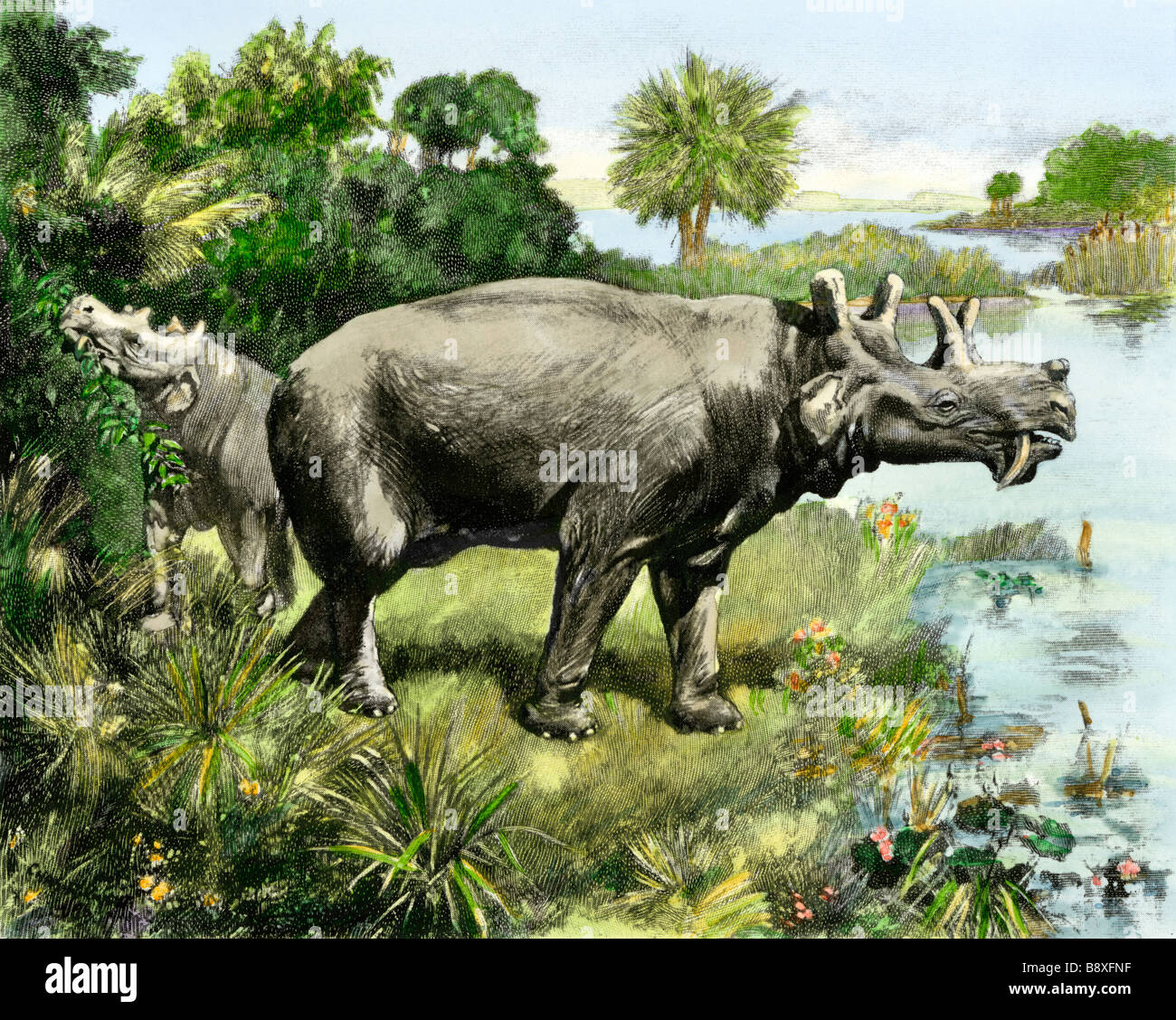 Uintathere, eine ausgestorbene Spezies von Rhinoceros alten Wyoming und Utah. Hand - farbige Raster eines Charles Knight Abbildung Stockfoto