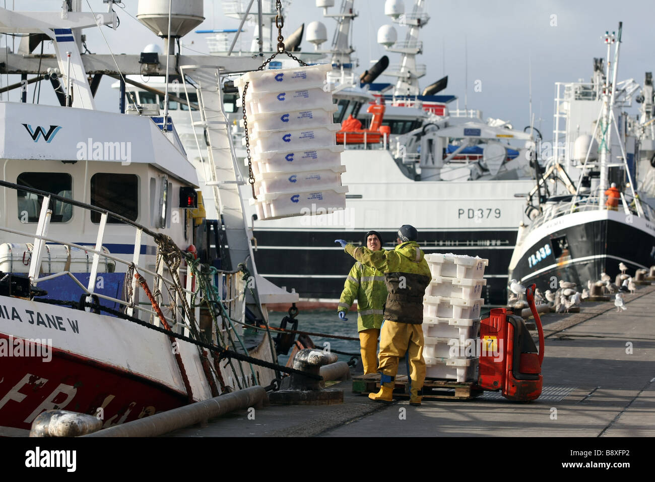 Entladung Fisch aus einem Trawler bei Peterhead Harbour, Schottland, UK, der größte Hafen der Weißfisch im Vereinigten Königreich Stockfoto