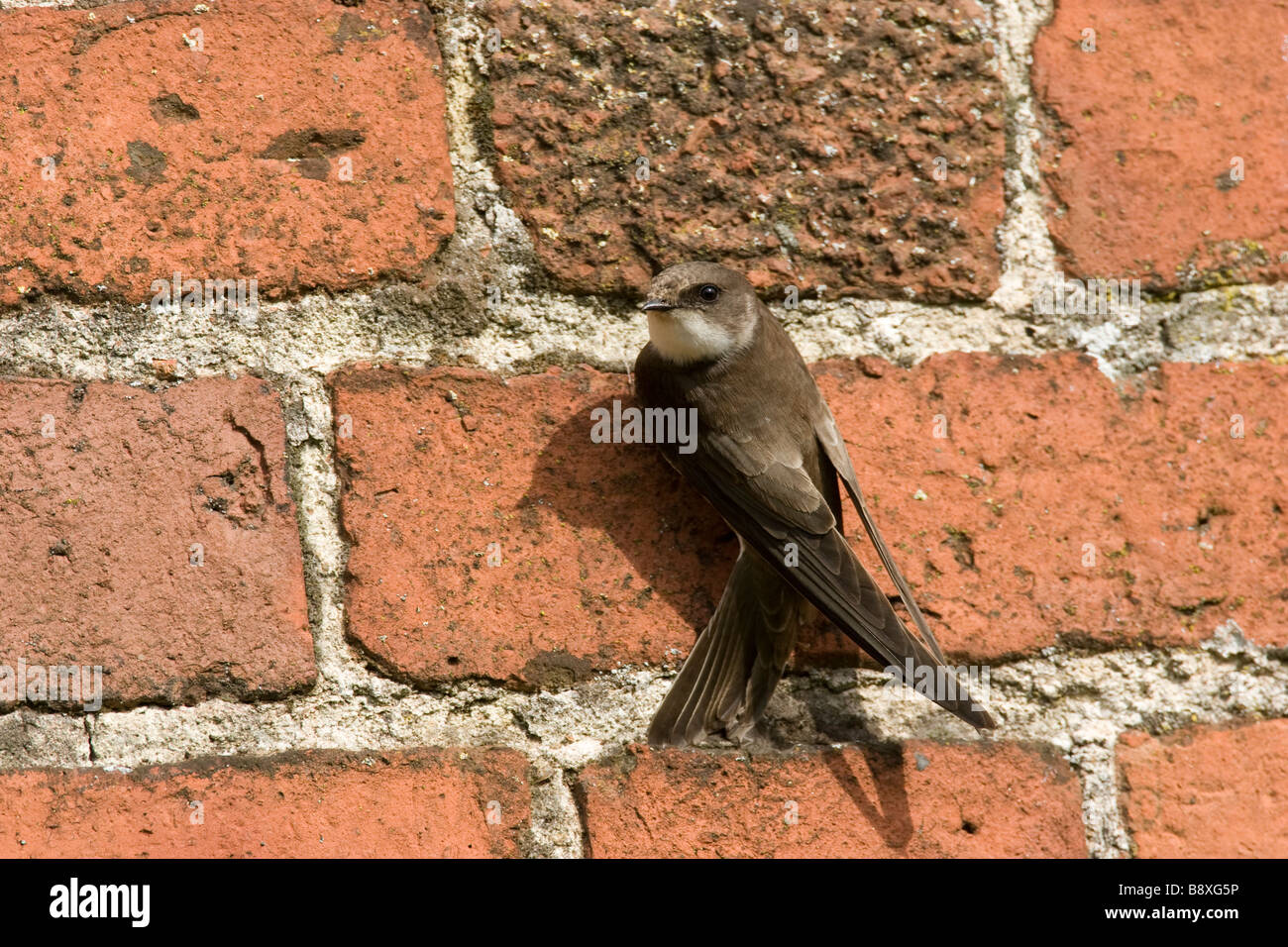 Sand Martin Riparia Riparia hängen an der Seite der Ziegel auf landwirtschaftliches Gebäude, Herefordshire, England. Stockfoto