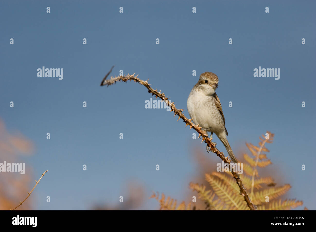 Migrationshintergrund Red-backed Shrike Lanius Collurio auf einzelne Bramble Ast mit blauen Meer Backgroud, Scilly-Inseln, England. Stockfoto