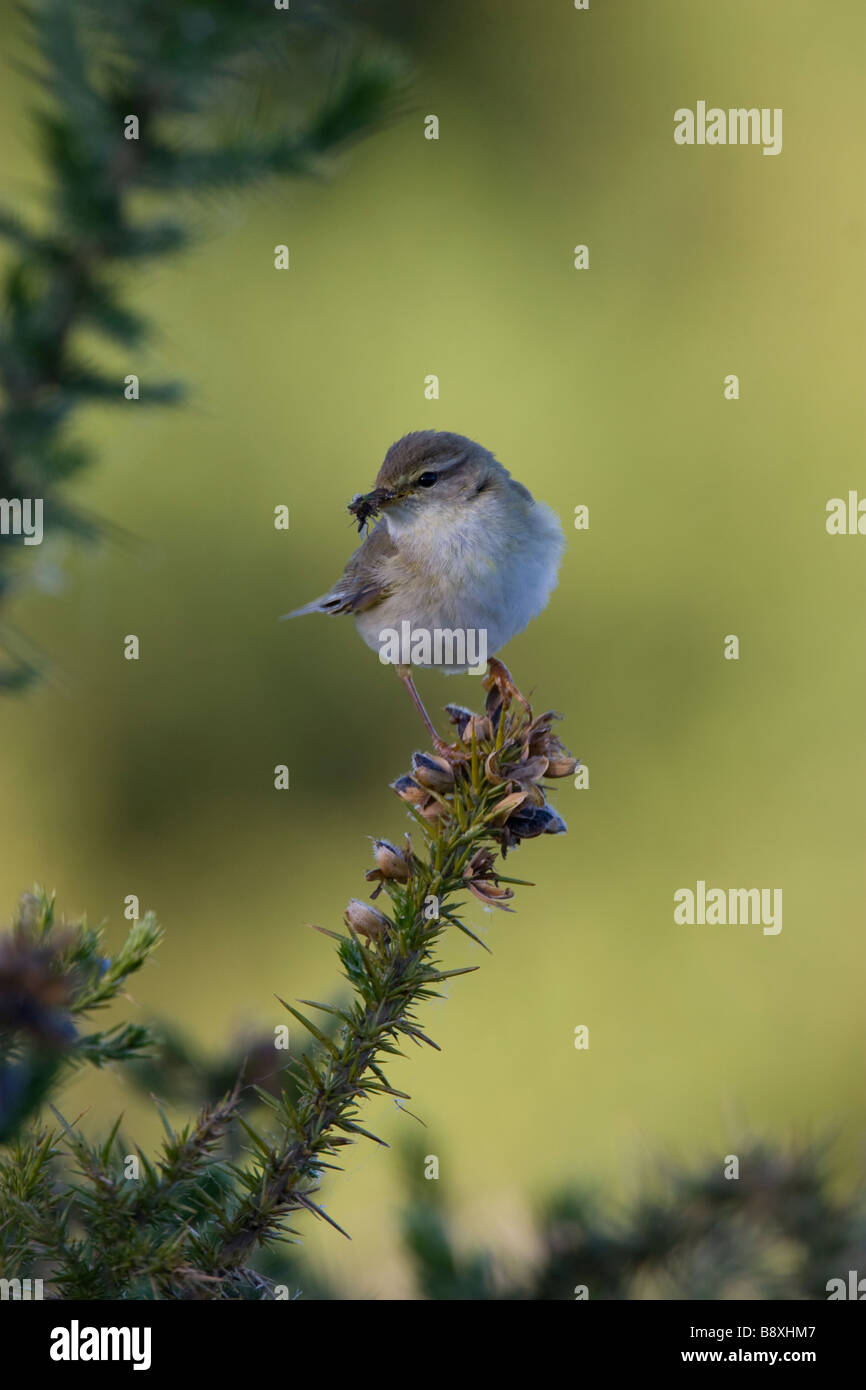 Willow Warbler Phylloscopus Trochilus sitzen auf Ginster mit Insekten im Schnabel, Malvern Hills, Worcestershire. Stockfoto