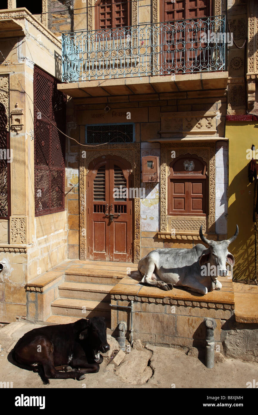 Indien Rajasthan Jaisalmer Straßenszene heiligen Kühe Stockfoto