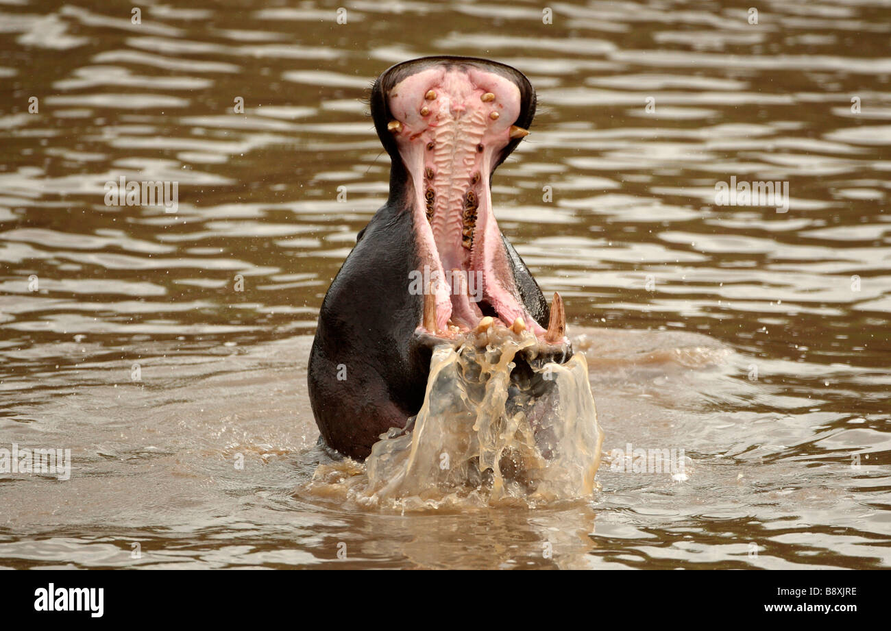 Nilpferd, die Durchführung einer Bedrohung anzeigen in den Mara River, Masai Mara Kenia Stockfoto