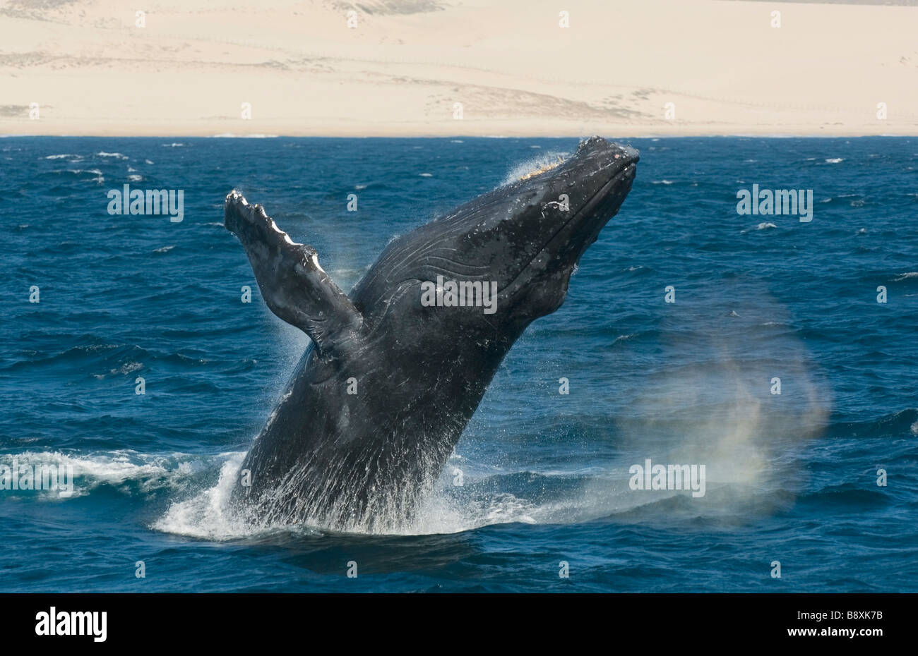 Buckelwal (Impressionen Novaeangliae) Breaching, Pacific Coast, Cabo San Lucas, Baja California, Mexiko Stockfoto