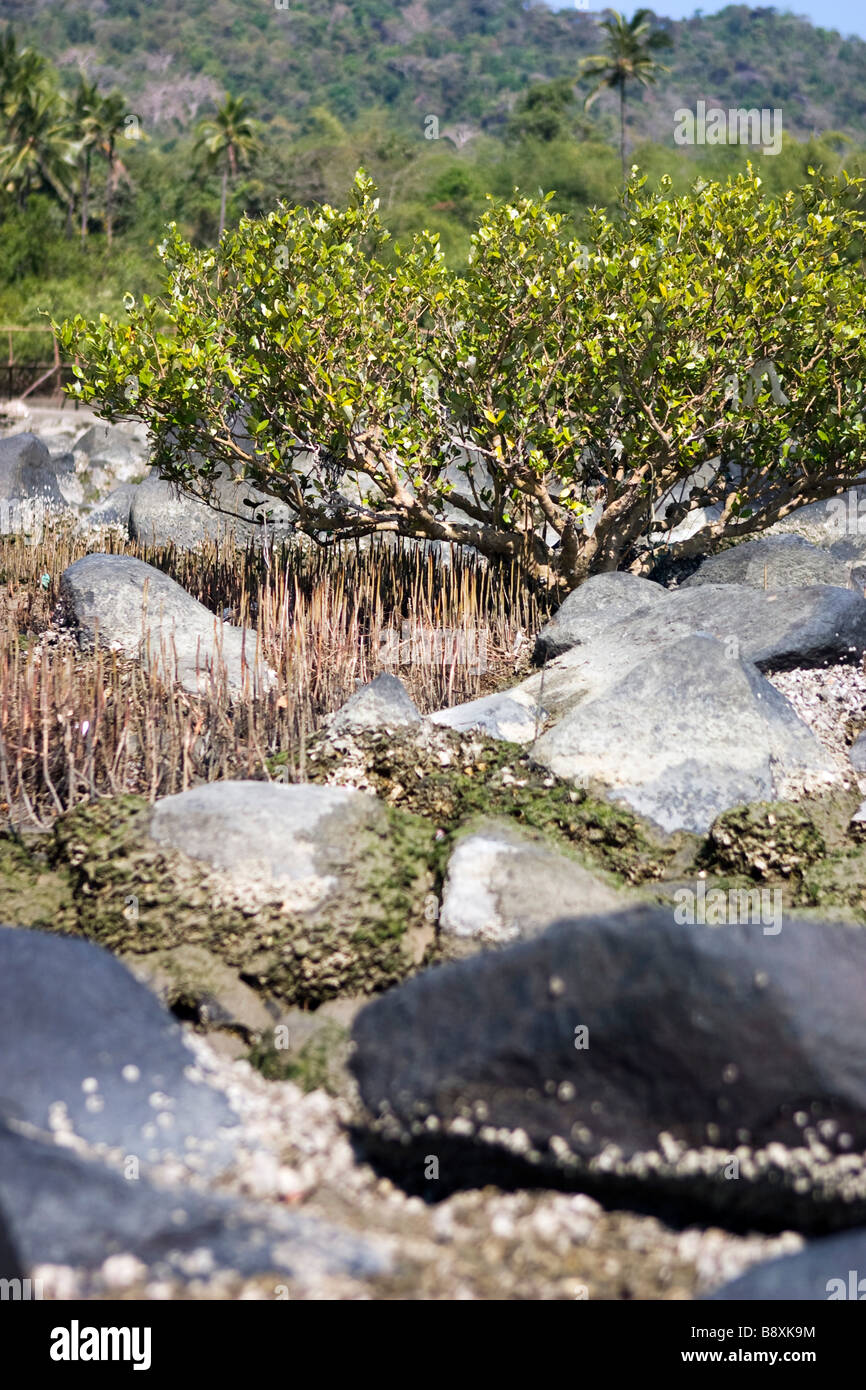 Entblößten Felsen und Baum am Strand bei Ebbe. Stockfoto